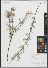 Foto von Salix repens subsp. rosmarinifolia (L.) Andersson